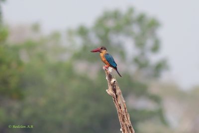 The stork-billed kingfisher