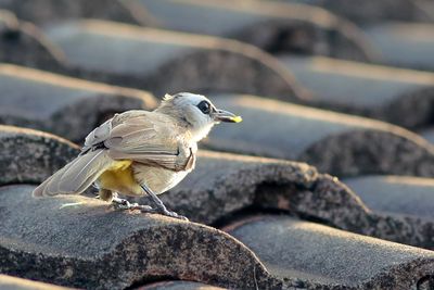 Yellow-vented Bulbul with green food