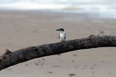 Colllred KingFisher