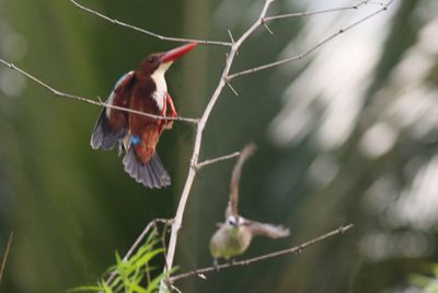 king and Bulbul