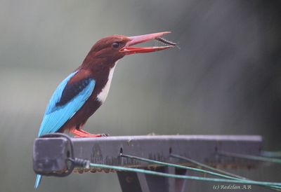 kingfisher eats centipede