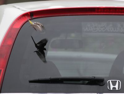 Wagtail miror image