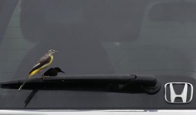 Wagtail - Honda