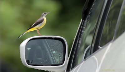 Wagtail
