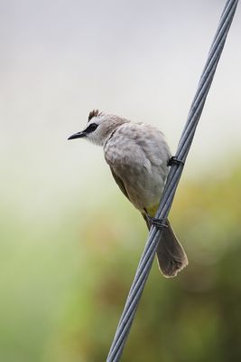 bulbul