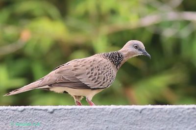 Terkukur