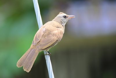 Merbah -juvenile