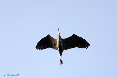 Purple Heron in flight