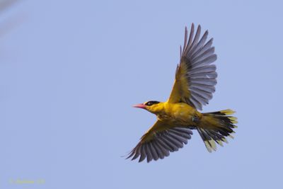 Oriole in flight