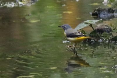 Wagtail on moonson drain