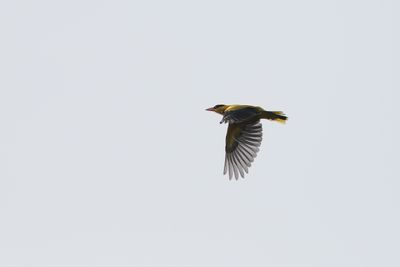 Oriole in flight