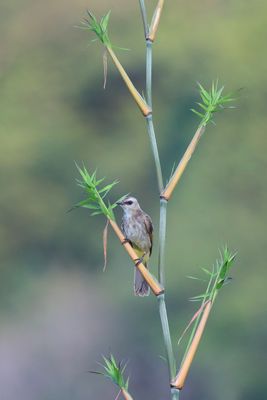 Yellow-vented Bulbul on Bamboo shoot