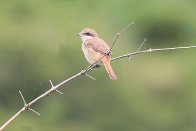 Brown Shrike