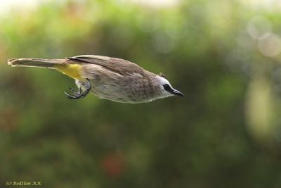 Jumping Bulbul
