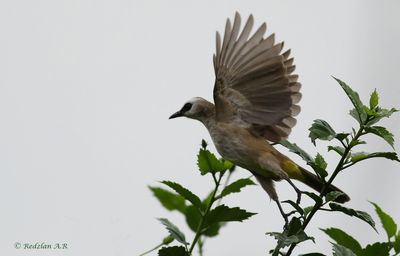Yellow-ventedbulbul jumping