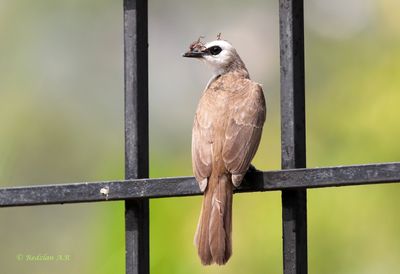 Bulbul nesting material