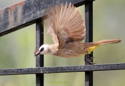Yellow-vented bulbul with nesting material