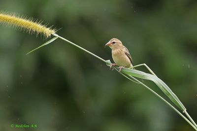 Baya -weaver