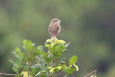 Shrike Rambutan tree