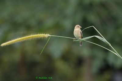 Baya weaver - Elephant Grass flower in the rain