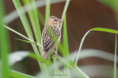 Baya weaver (Ploceus philippinus infortunatus)