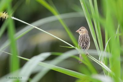 Female Baya-weaver