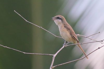 Brown Shrike