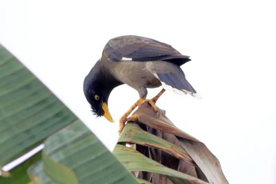 Javan Myna on Banana tree