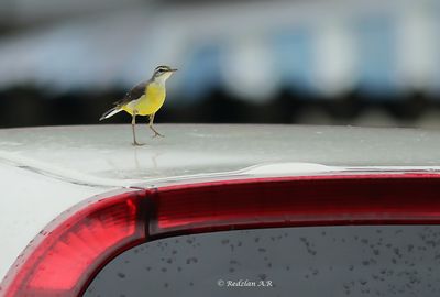 Wagtail - rain - top Car