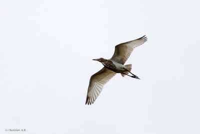 Heron