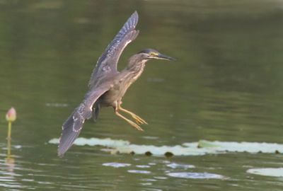 Landing