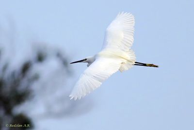 Little Egret inn flight