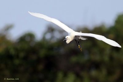 Burung Bangau mendarat
