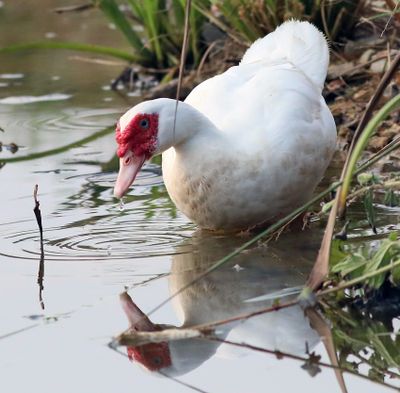 Muscovy duck (Cairina moschata)