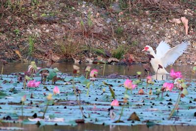 Muscovy duck chasing away water monitor