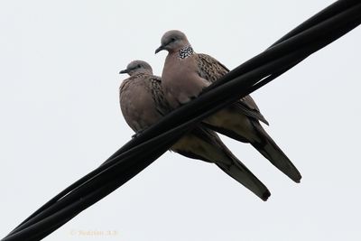 Terkukur - Spotted dove