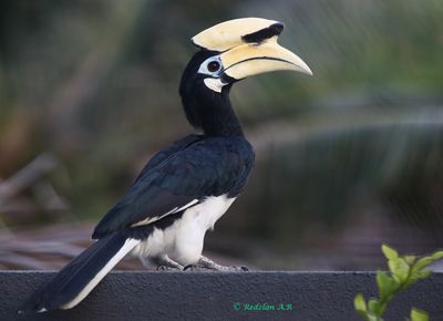 Pied Hornbill full frame