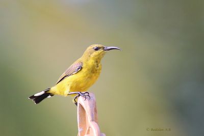 Kelicap Bukit - Olive-backed sunbird -female