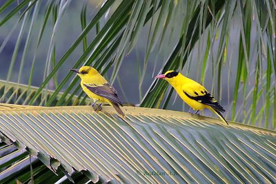 Orioles - Juvenile and adult