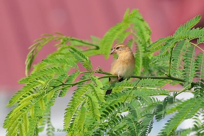 Tempua Betina