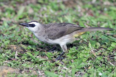 Bulbul eats ant