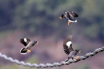 Three Javan Mynas fighting