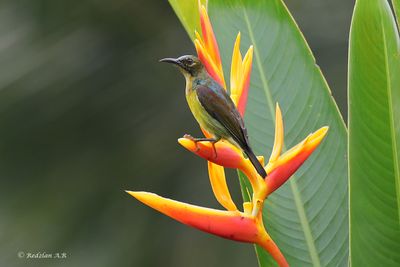 Brown-throated Sunbird - salin bulu