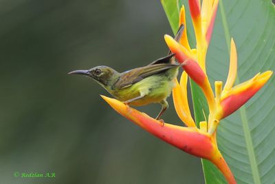 Brown-throated Sunbird – moulting