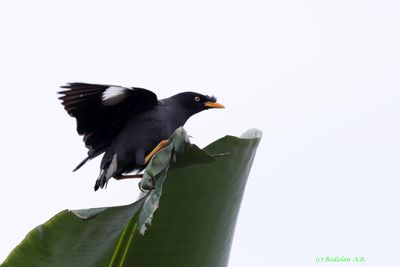 Javan Myna -Banana leaf