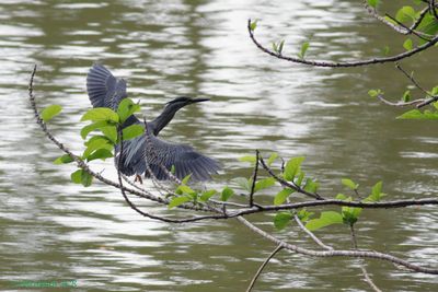 Striated heron