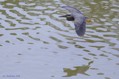 Blue bird flying over water