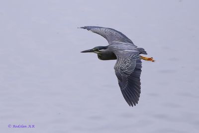 Striated Heron in flight