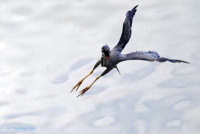 Striated heron landing