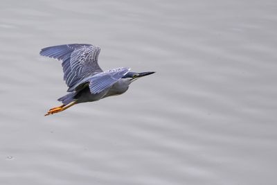 Striated heron